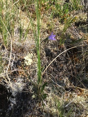 Campanula uniflora