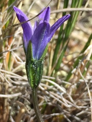 Campanula uniflora