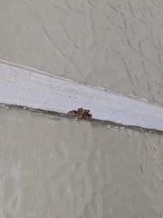Gymnoscelis aenictopa