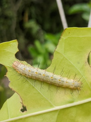 Acronicta psorallina