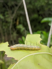 Acronicta psorallina