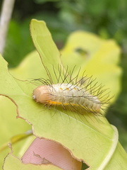 Acronicta psorallina