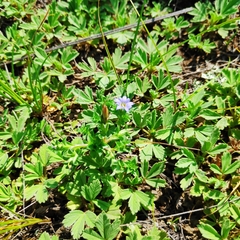 Gentiana squarrosa