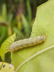 Acronicta psorallina