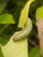 Acronicta psorallina