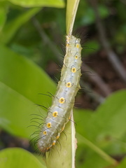 Acronicta psorallina