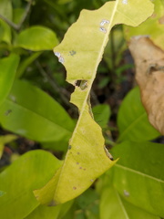 Acronicta psorallina