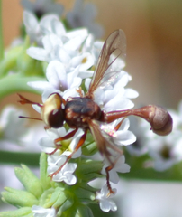 Physocephala marginata