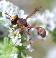 Physocephala marginata