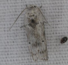 Menestomorpha kimballi