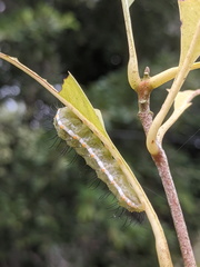 Acronicta psorallina