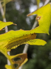 Acronicta psorallina
