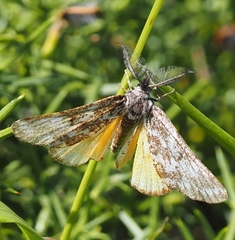 Athroolopha pennigeraria