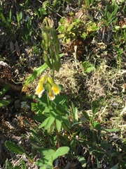 Astragalus umbellatus