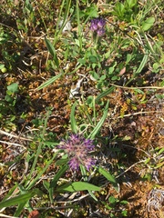 Saussurea angustifolia