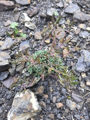 Draba palanderiana