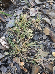 Festuca brevissima