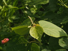 Mallotus apelta