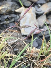 Festuca brevissima
