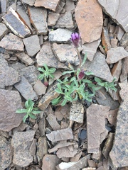 Erigeron denalii