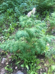 Corydalis caseana brandegeei