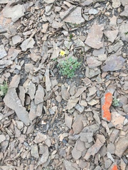 Papaver radicatum kluanense