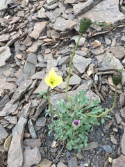Papaver radicatum kluanense