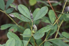 Baptisia nuttalliana