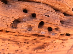Anthophora pueblo