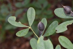 Baptisia nuttalliana