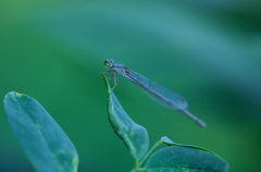 Paracercion calamorum