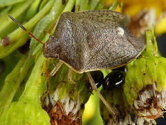 Holcostethus limbolarius