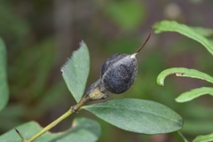 Baptisia nuttalliana