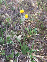 Tephroseris yukonensis