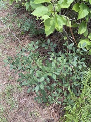 Baptisia nuttalliana