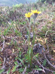 Tephroseris yukonensis
