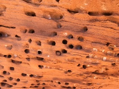 Anthophora pueblo