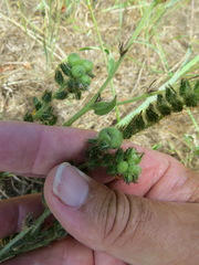 Schizomyia macrofila