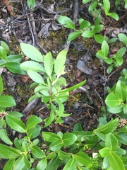 Salix myrtillifolia