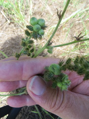 Schizomyia macrofila