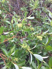 Salix hastata