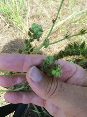 Schizomyia macrofila