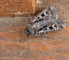 Euxoa divergens