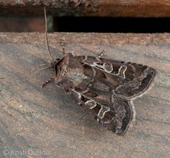 Euxoa divergens