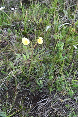 Papaver angustifolium