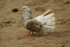 Columba livia domestica