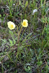 Papaver angustifolium