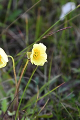 Papaver angustifolium