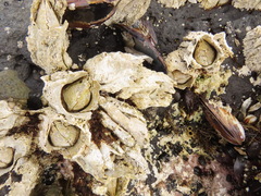Semibalanus cariosus