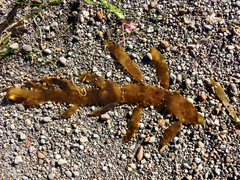 Desmarestia herbacea